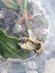 Bombus lapponicus