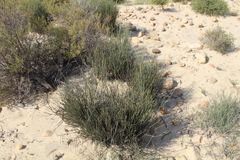 Willdenowia incurvata