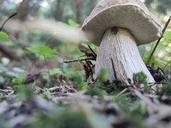Boletaceae