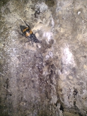 Nicrophorus mexicanus