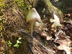 Entoloma strictius