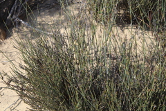 Willdenowia incurvata