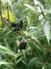Popillia japonica