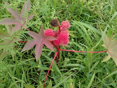 Ricinus communis