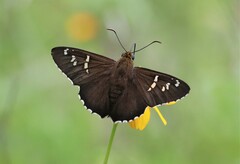 Apyrrothrix araxes arizonae