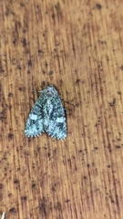 Phosphila miselioides