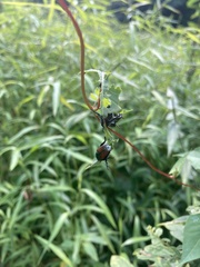 Popillia japonica