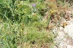 Paeonia tenuifolia