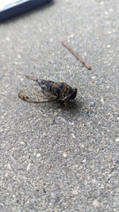 Megatibicen resonans