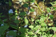 Mentha arvensis