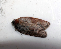 Acleris
