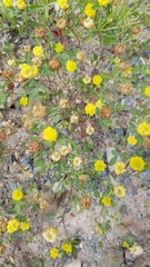 Trifolium campestre