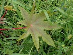 Ricinus communis