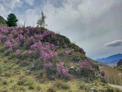 Rhododendron ledebourii