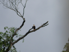Caracara plancus
