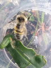 Bombus lapponicus
