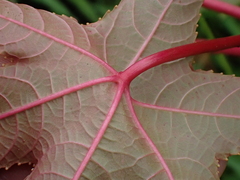 Ricinus communis