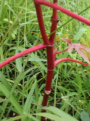 Ricinus communis