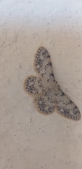Idaea contiguaria