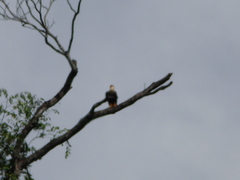 Caracara plancus