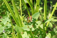 Hypericum virginicum