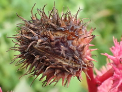 Ricinus communis