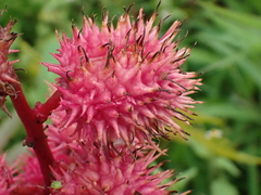 Ricinus communis