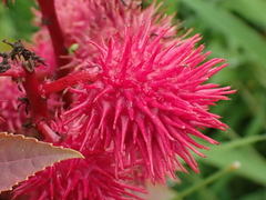 Ricinus communis
