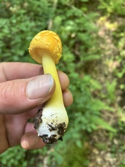 Amanita