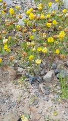 Trifolium campestre
