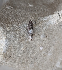 Eucosma parmatana