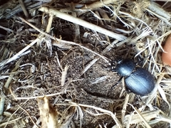 Tenebrionidae