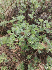 Artemisia gmelinii