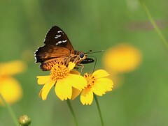 Apyrrothrix araxes arizonae