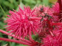 Ricinus communis