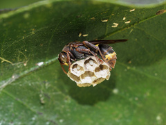 Polistes variabilis