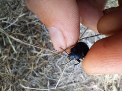 Tenebrionidae