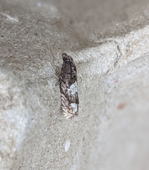 Eucosma parmatana