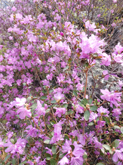 Rhododendron ledebourii
