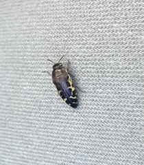 Acmaeodera pulchella