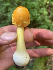 Amanita