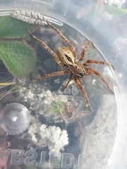 Lycosidae