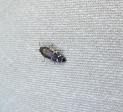 Acmaeodera pulchella