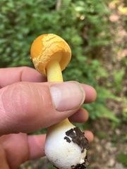 Amanita