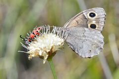 Hipparchia statilinus