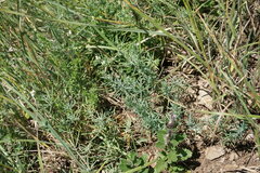 Galium xeroticum