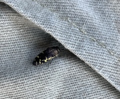 Acmaeodera pulchella