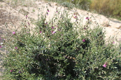 Hermannia trifurca