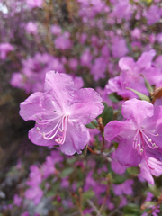 Rhododendron ledebourii