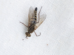 Therevinae